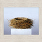 Nest