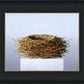 Nest