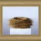 Nest