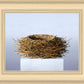 Nest