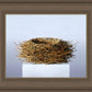 Nest