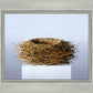 Nest