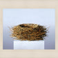 Nest