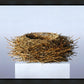 Nest