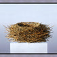 Nest