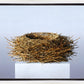 Nest