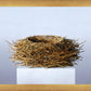 Nest