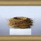 Nest