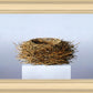 Nest
