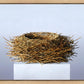 Nest