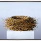 Nest