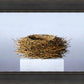 Nest