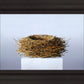 Nest