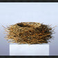 Nest