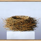 Nest