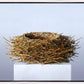 Nest