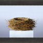 Nest