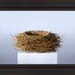 Nest