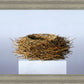 Nest