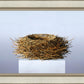 Nest