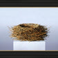 Nest