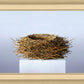 Nest