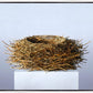 Nest
