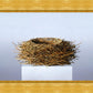 Nest
