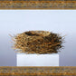 Nest
