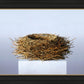 Nest