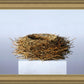 Nest