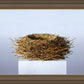 Nest