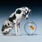Dane and Fish