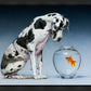 Dane and Fish