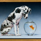 Dane and Fish