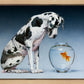 Dane and Fish