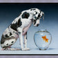 Dane and Fish