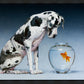 Dane and Fish