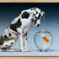 Dane and Fish