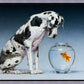 Dane and Fish