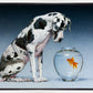 Dane and Fish