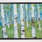 Spring Aspens