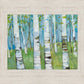 Spring Aspens