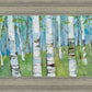Spring Aspens