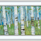 Spring Aspens