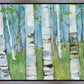 Spring Aspens