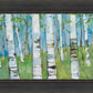 Spring Aspens
