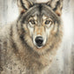 Untamed Eyes
