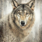 Untamed Eyes