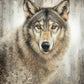 Untamed Eyes